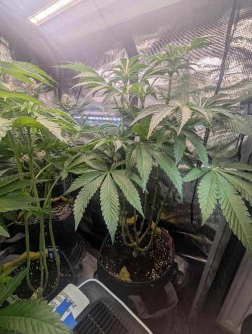 ZodaZa - Umami. Week 7