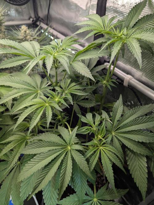 ZodaZa - Umami. Week 7