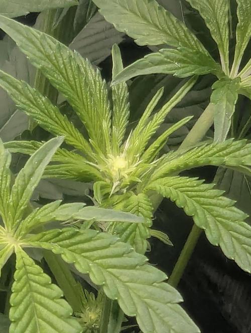 ZodaZa - Umami. Week 7