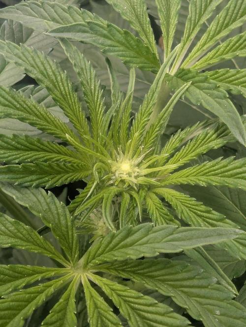 ZodaZa - Umami. Week 7