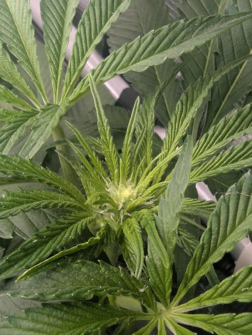 ZodaZa - Umami. Week 7