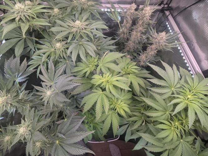 ZodaZa - Umami. Week 7