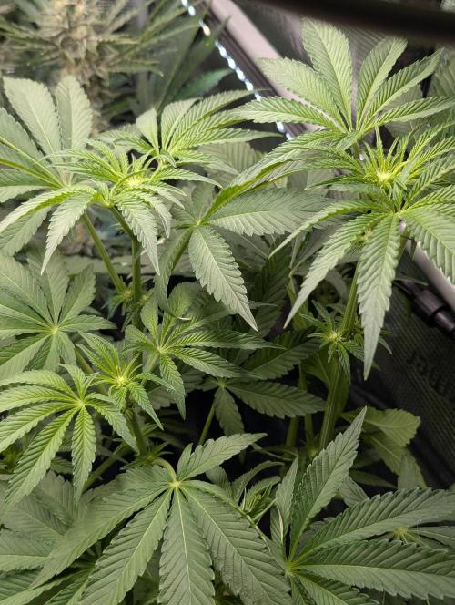 ZodaZa - Umami. Week 7