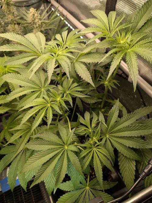 ZodaZa - Umami. Week 7