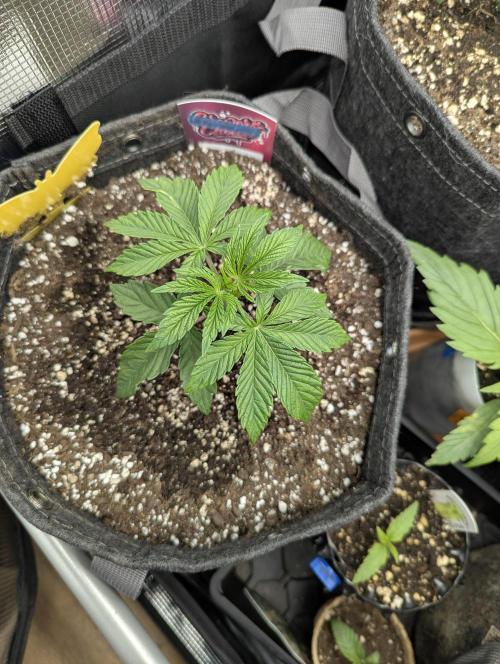 ZkyscraperZ - N.Y.Ceeds. Week 3