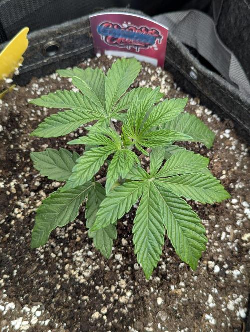 ZkyscraperZ - N.Y.Ceeds. Week 3