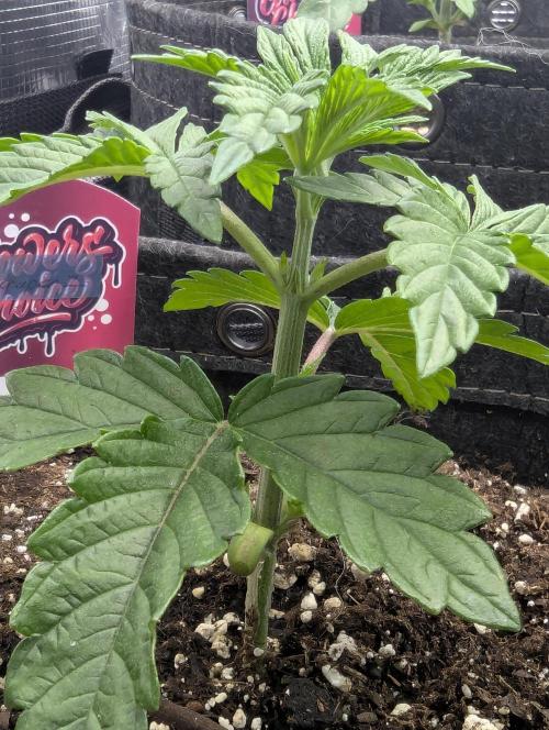ZkyscraperZ - N.Y.Ceeds. Week 3
