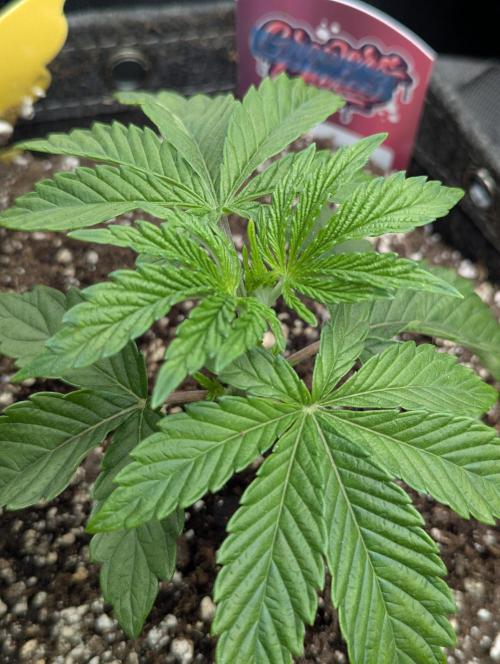 ZkyscraperZ - N.Y.Ceeds. Week 3