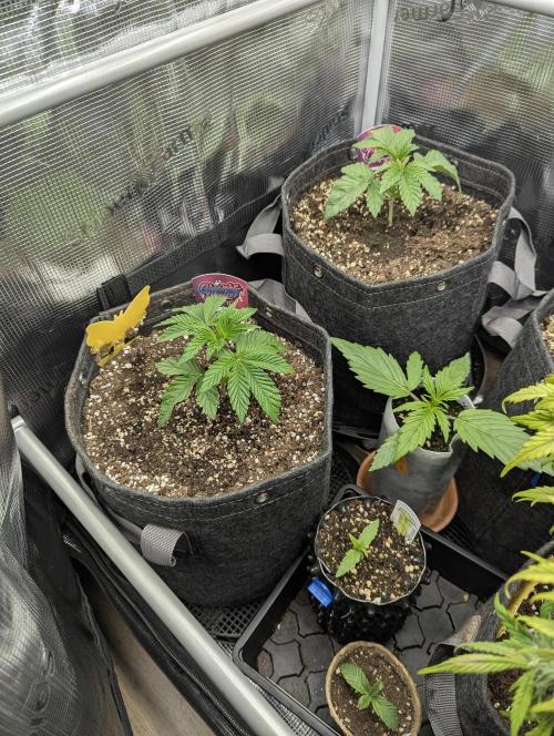 ZkyscraperZ - N.Y.Ceeds. Week 3