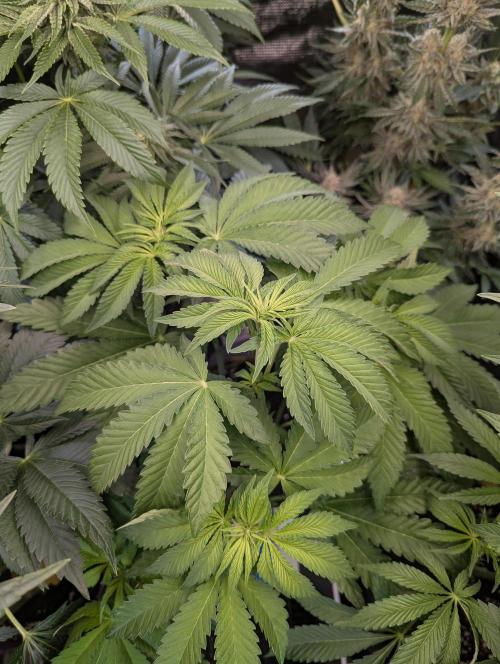 Zhampagne - Compound Genetics. Week 6