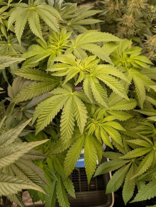 Zhampagne - Compound Genetics. Week 6