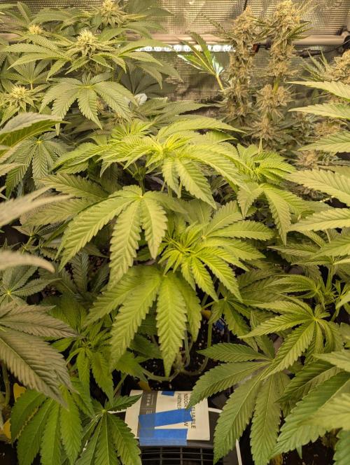 Zhampagne - Compound Genetics. Week 6