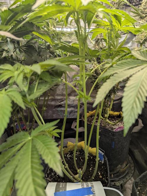 Zhampagne - Compound Genetics. Week 6