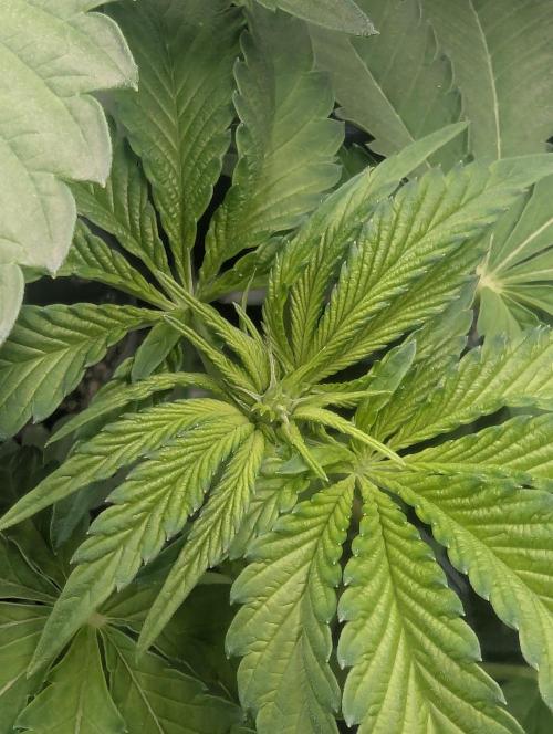 Zhampagne - Compound Genetics. Week 6