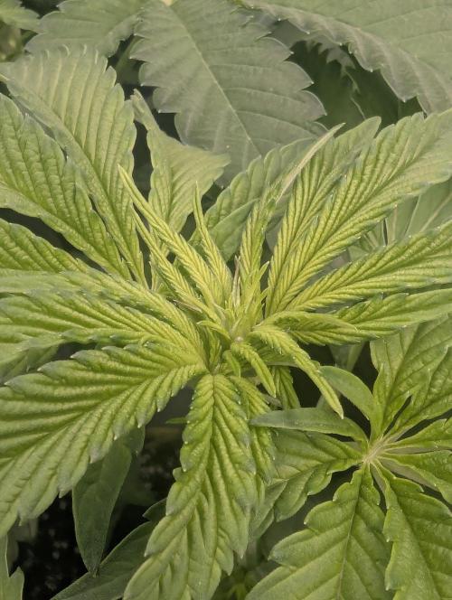 Zhampagne - Compound Genetics. Week 6