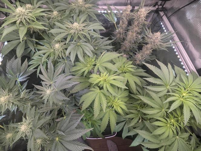 Zhampagne - Compound Genetics. Week 6