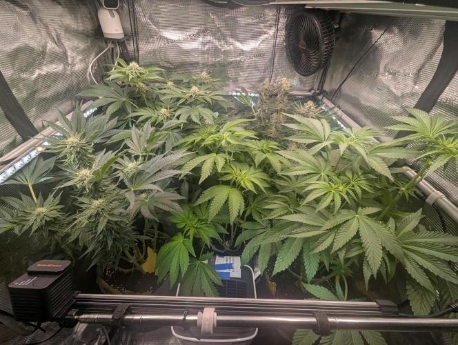 Zhampagne - Compound Genetics. Week 6