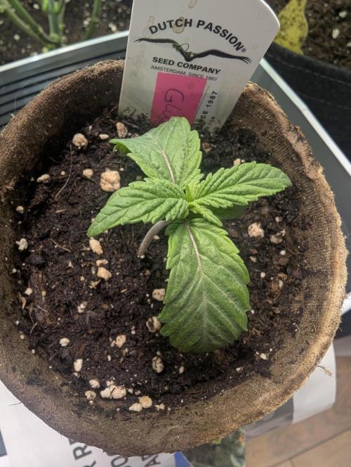Glue 31 - Compound Genetics. Week 1