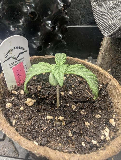 Glue 31 - Compound Genetics. Week 1
