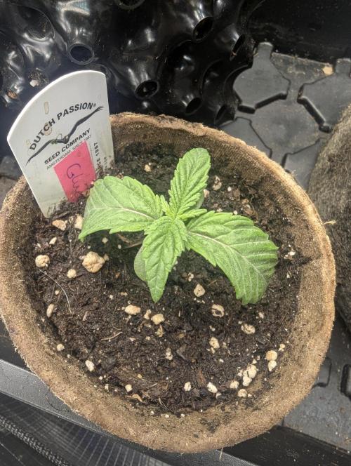 Glue 31 - Compound Genetics. Week 1