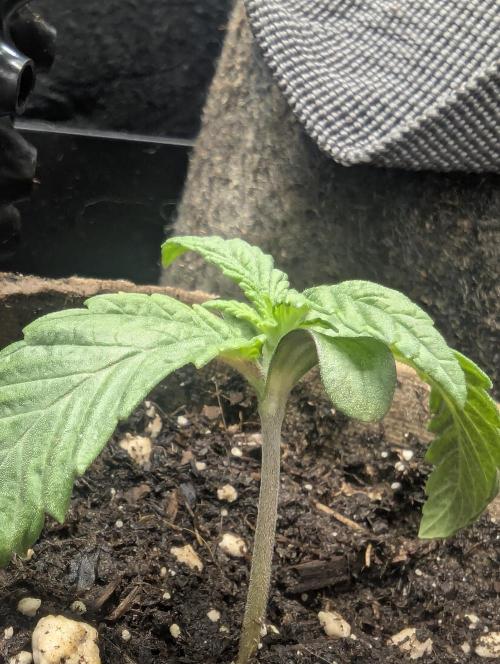 Glue 31 - Compound Genetics. Week 1