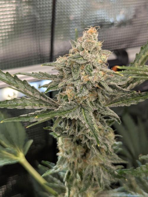Zkittlez - Growers Choice. Week 11