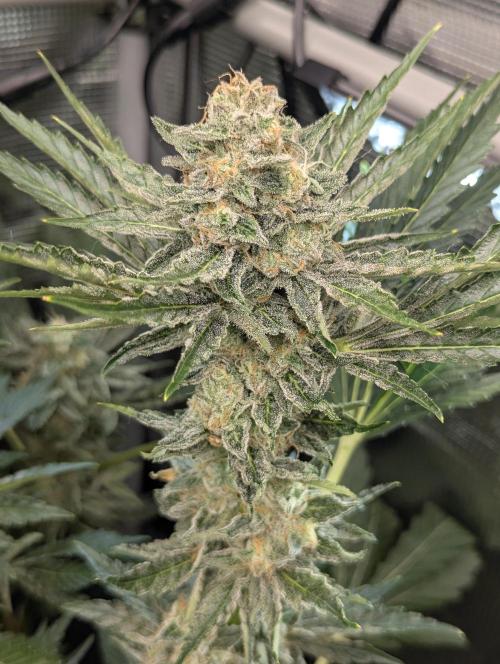 Zkittlez - Growers Choice. Week 11