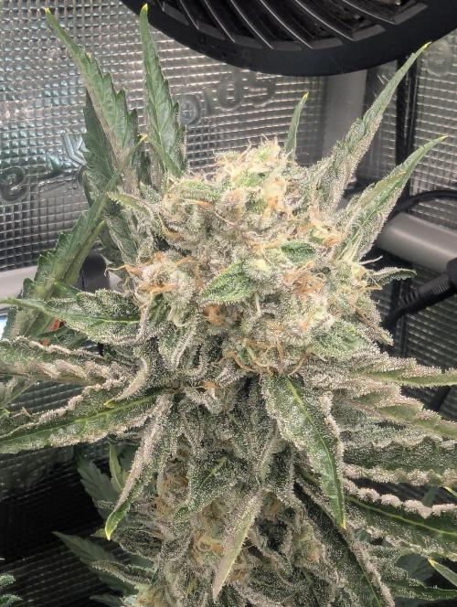 Zkittlez - Growers Choice. Week 11