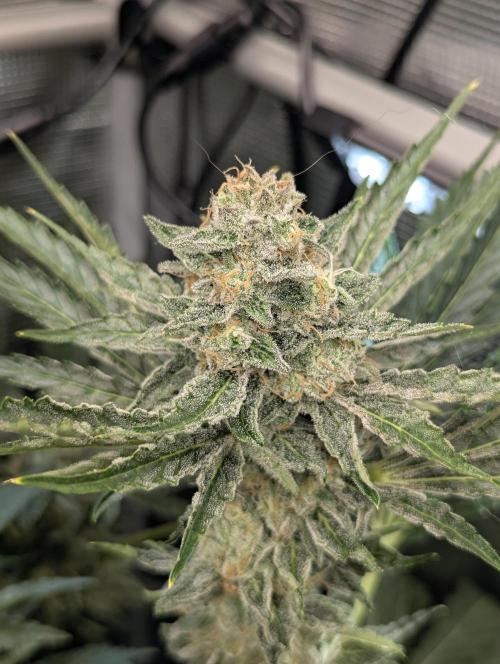 Zkittlez - Growers Choice. Week 11