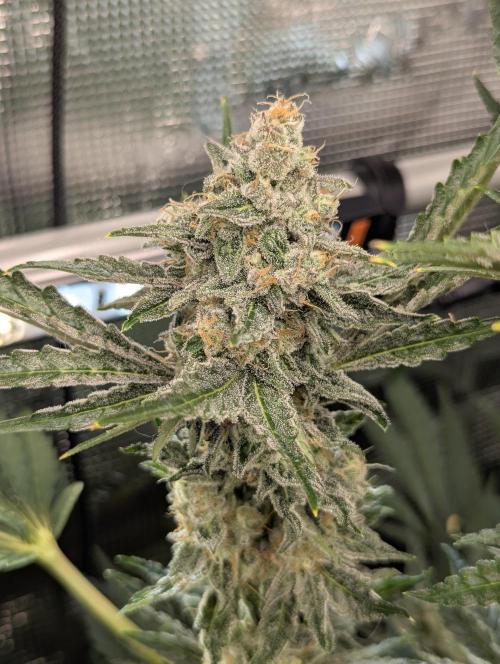 Zkittlez - Growers Choice. Week 11