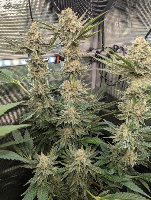 Zkittlez - Growers Choice. Week 11