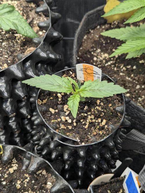 Micro Grow Q126. Week 1