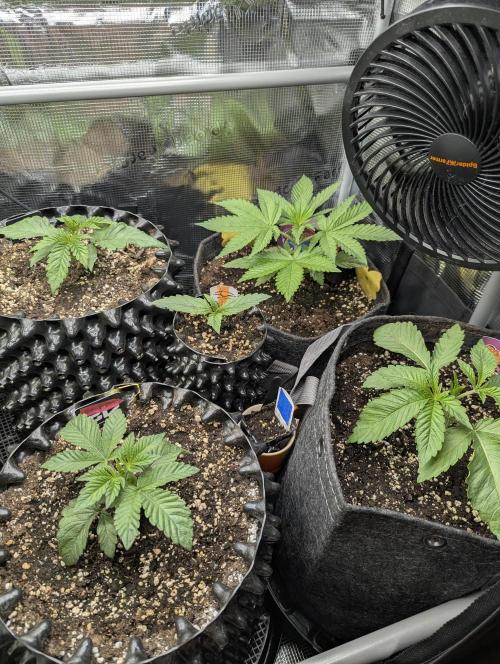 Micro Grow Q126. Week 1