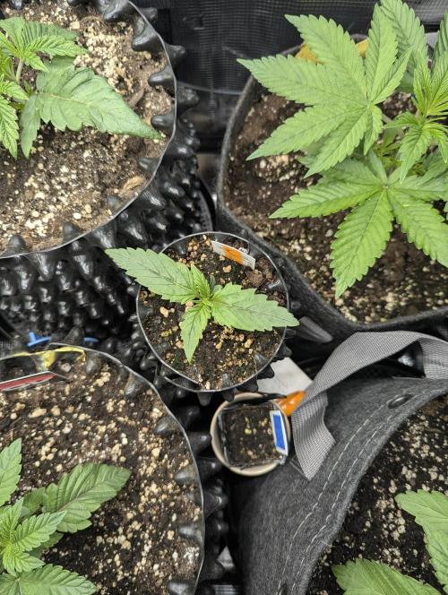 Micro Grow Q126. Week 1
