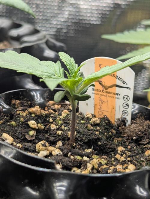 Micro Grow Q126. Week 1