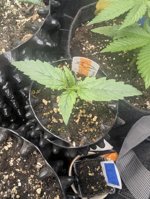 Micro Grow Q126. Week 1