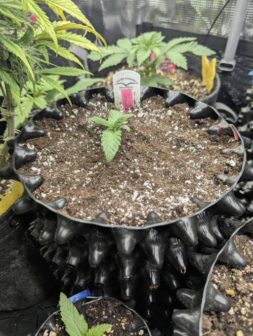 Glue 31 - Compound Genetics. Week 1