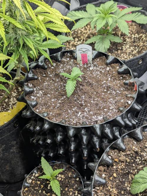 Glue 31 - Compound Genetics. Week 1