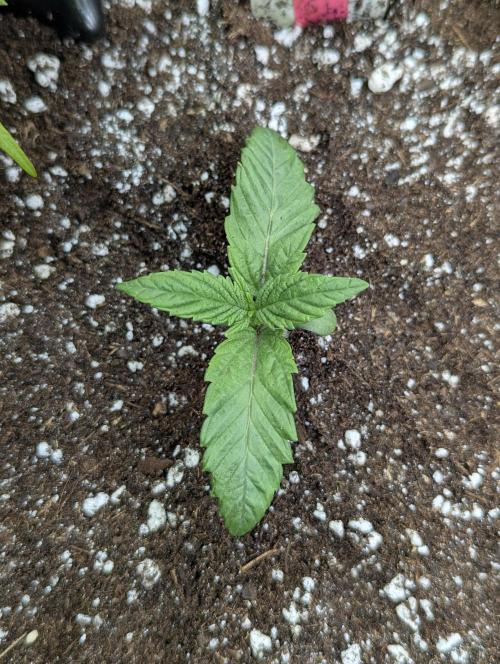 Glue 31 - Compound Genetics. Week 1