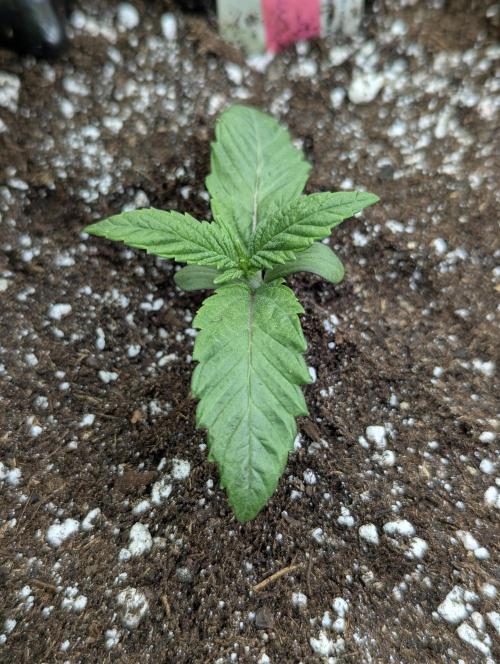 Glue 31 - Compound Genetics. Week 1