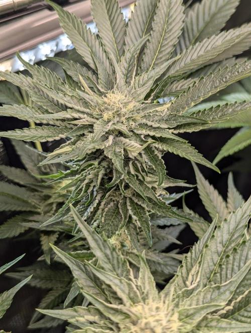 British Delight - Wizard Trees. Week 9