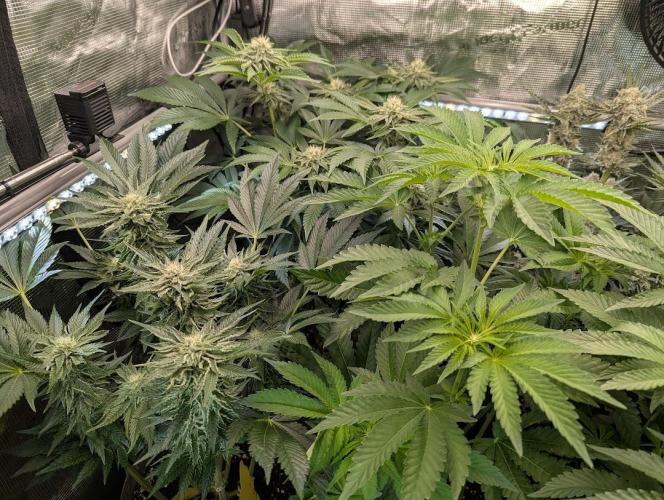 British Delight - Wizard Trees. Week 9
