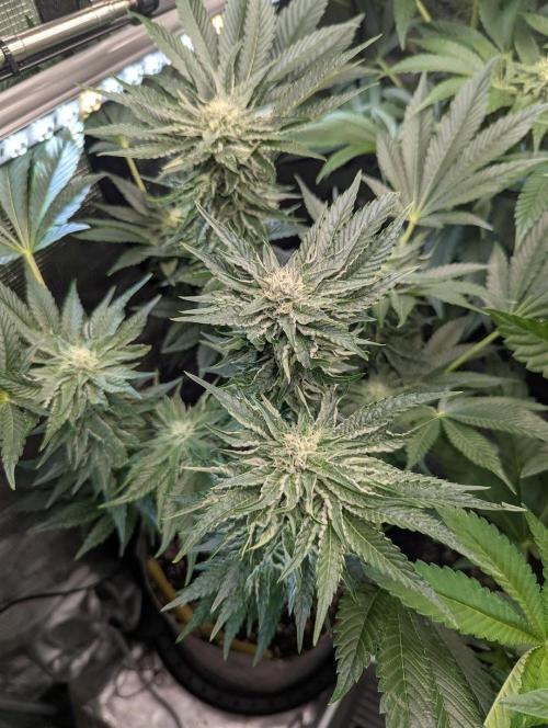 British Delight - Wizard Trees. Week 9