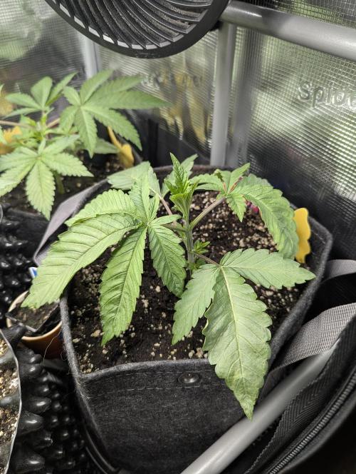 Gary Patron - Nine Weeks Harvest. Week 3