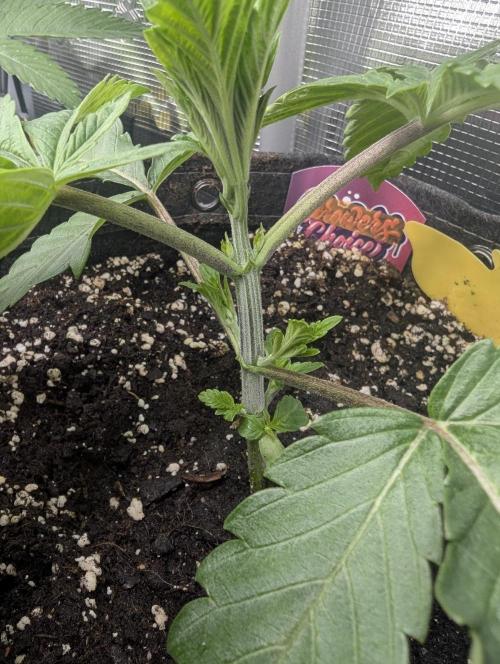 Gary Patron - Nine Weeks Harvest. Week 3