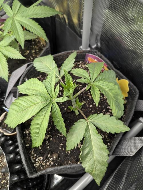 Gary Patron - Nine Weeks Harvest. Week 3