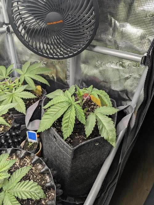 Gary Patron - Nine Weeks Harvest. Week 3