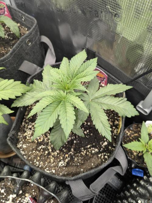 Grand Prixx - Wizard Trees. Week 3