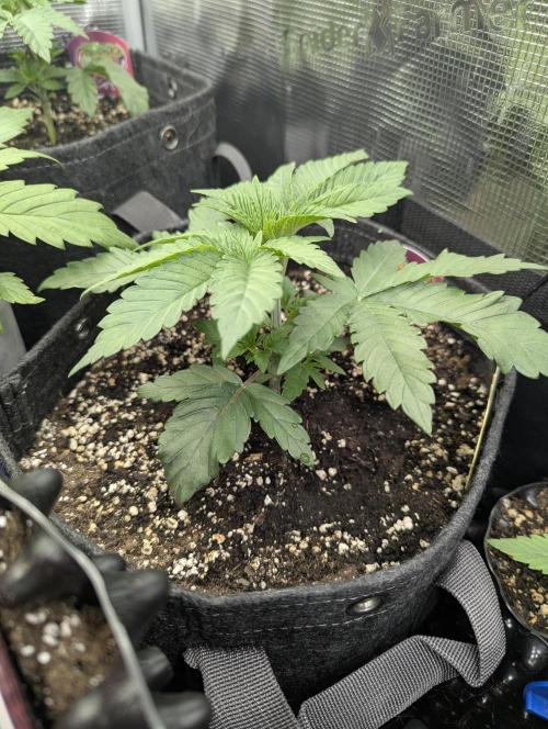 Grand Prixx - Wizard Trees. Week 3