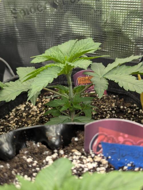 Grand Prixx - Wizard Trees. Week 3